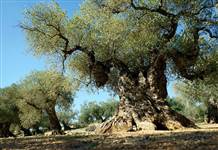 3 bin yıllık ağacın gizemini Türk nükleer fizikçiler çözdü 