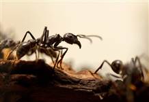 Dünyanın en hızlı karıncası belli oldu