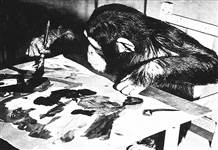 Ünlü ressam şempanze Congo'nun eserleri satılacak